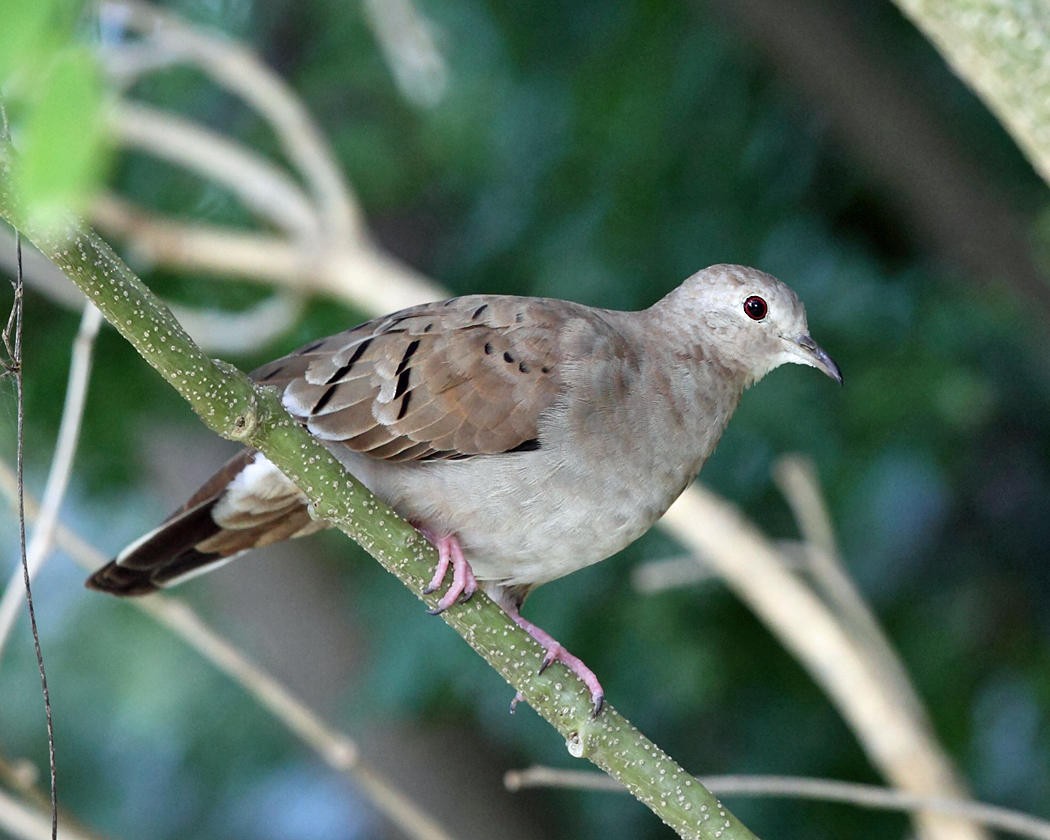 Ruddy Ground Dove - Tom Murray