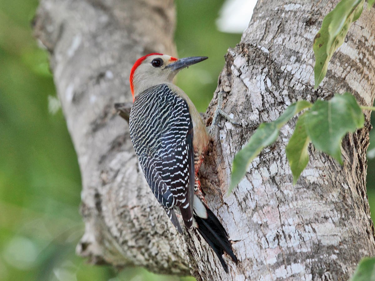 Golden-fronted Woodpecker - ML36551171