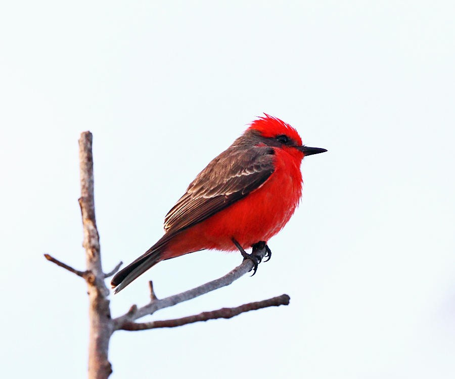 Vermilion Flycatcher - ML36551231