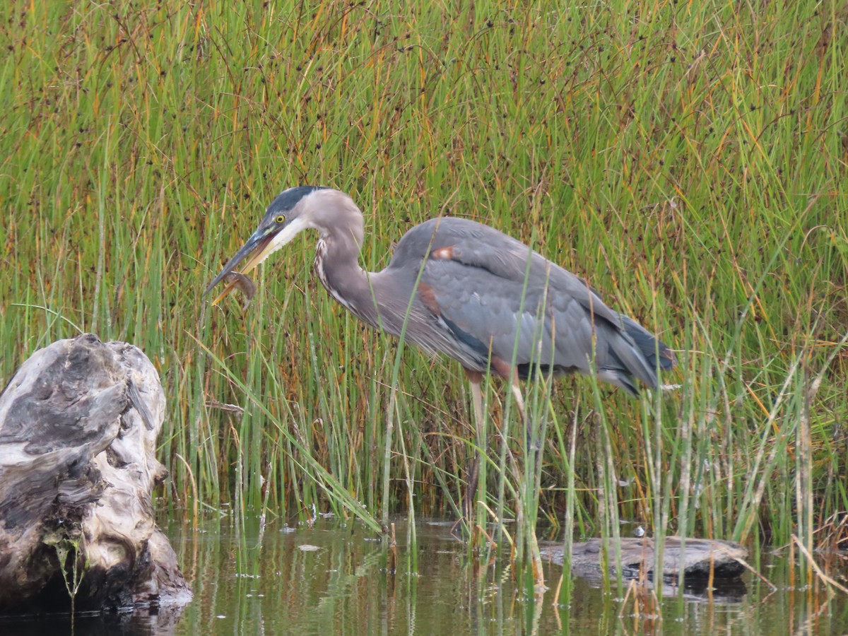 Great Blue Heron - ML365512991