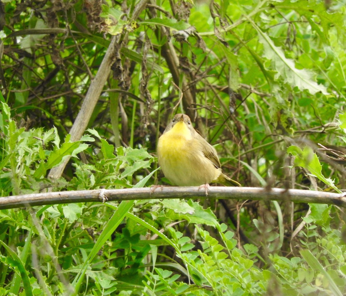 Common Yellowthroat - ML36551371