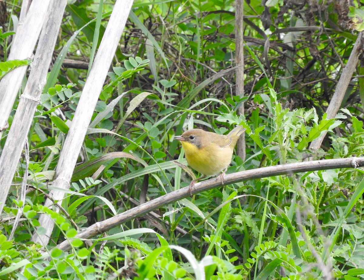 Common Yellowthroat - ML36551381