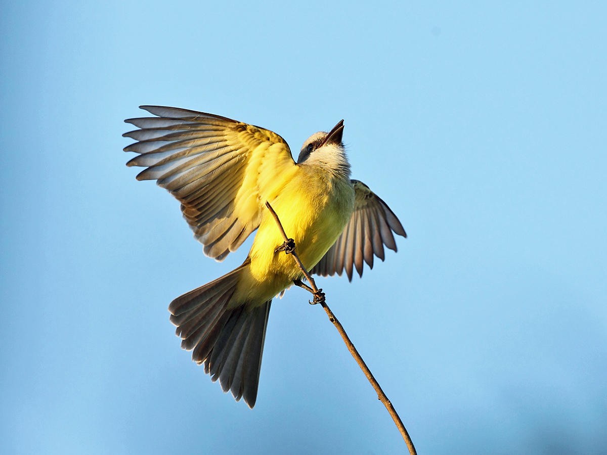 Couch's Kingbird - ML36551421