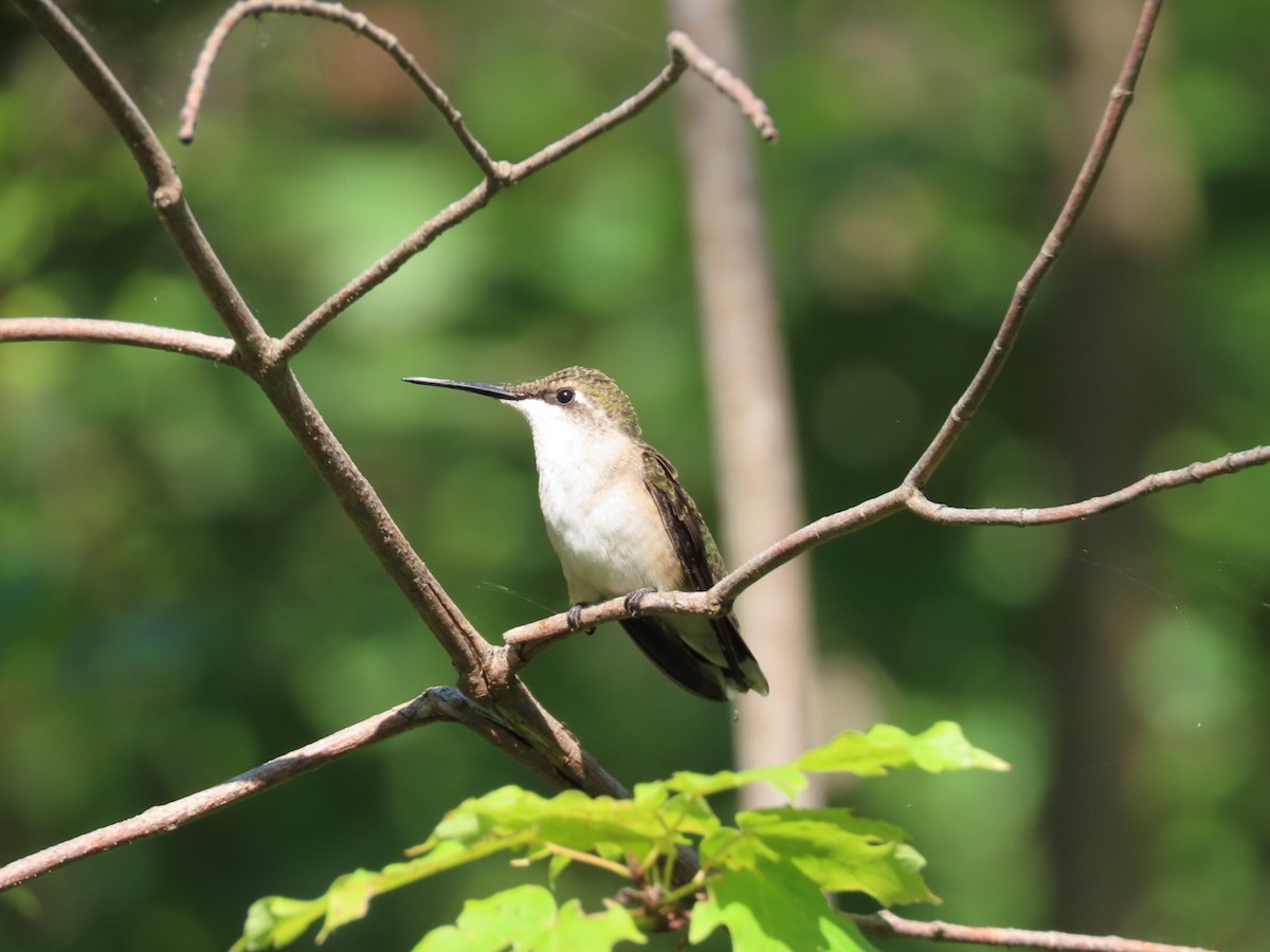 Ruby-throated Hummingbird - ML365515421