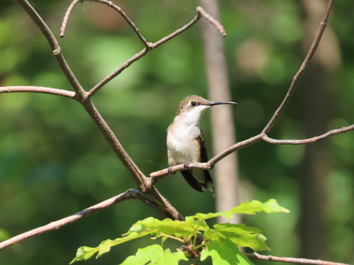 Ruby-throated Hummingbird - ML365515431