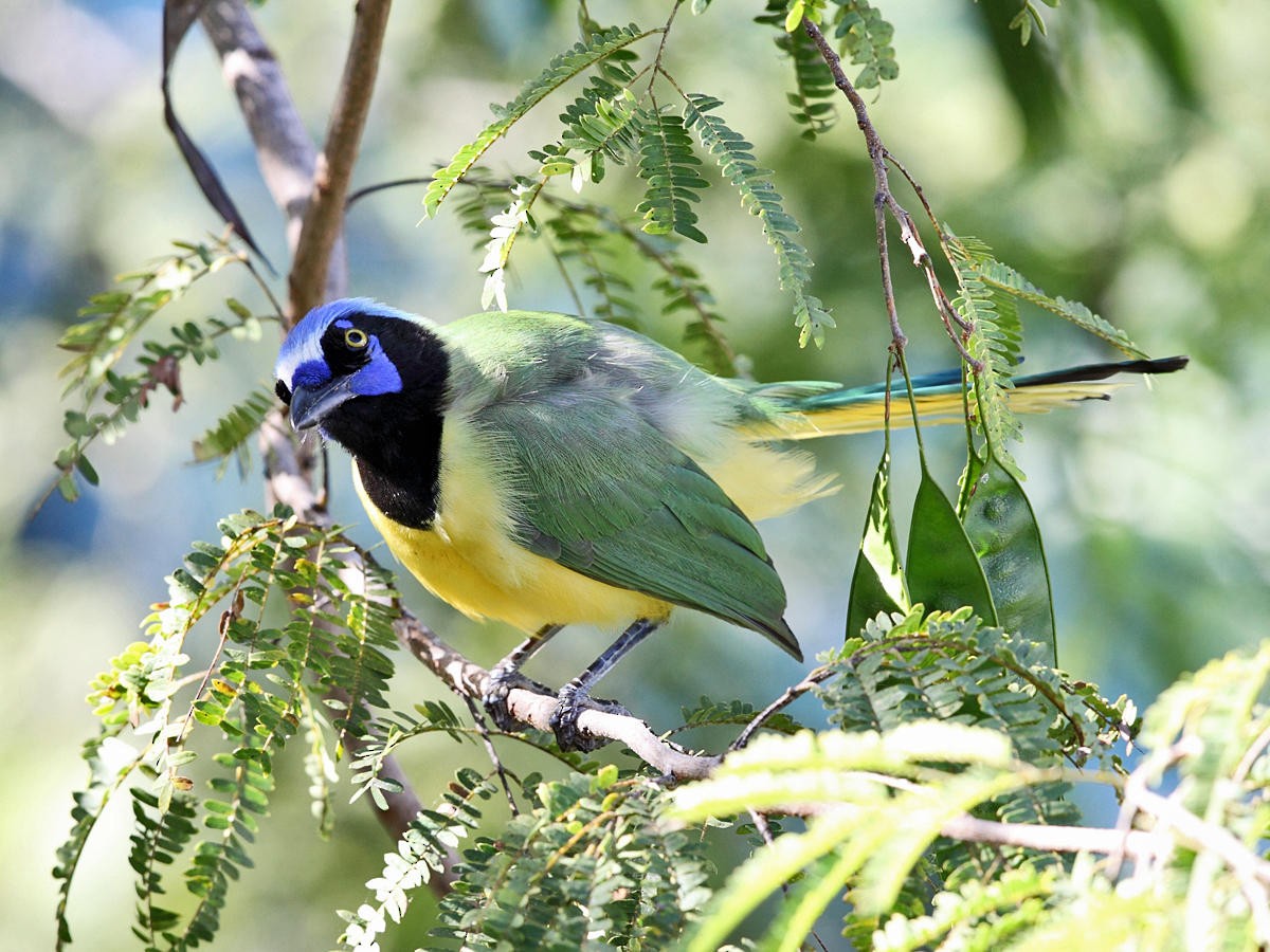 Green Jay - Tom Murray