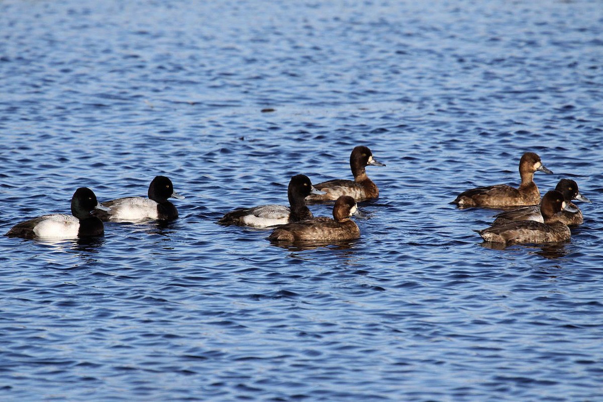 Lesser Scaup - ML365517141