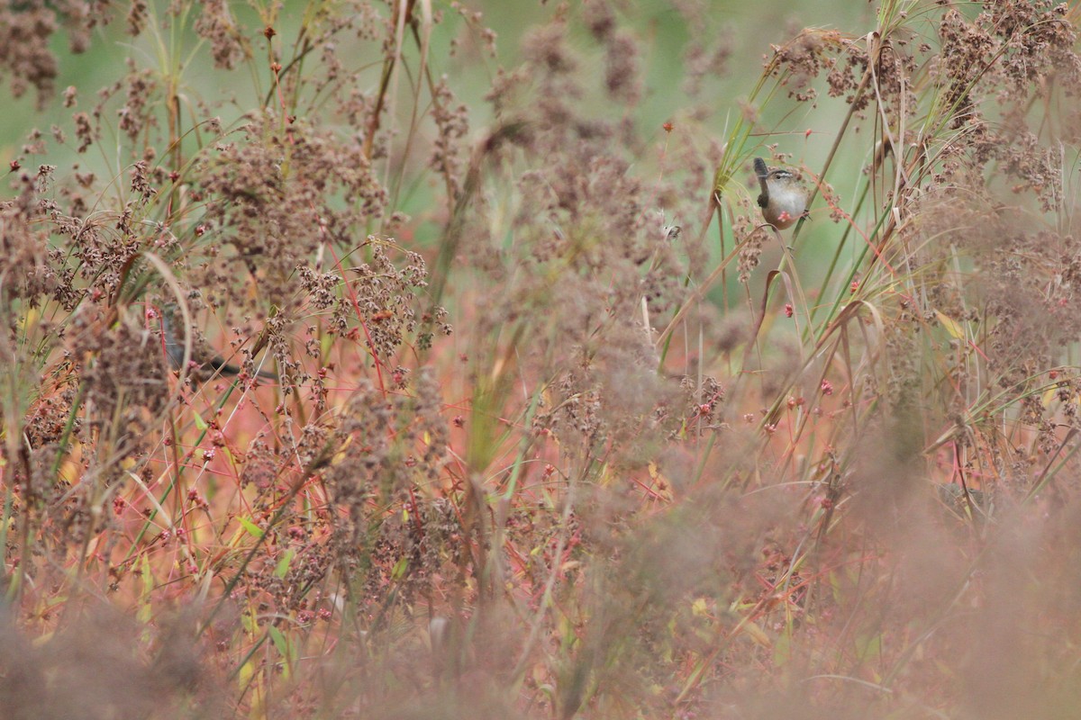 Marsh Wren - ML36551771