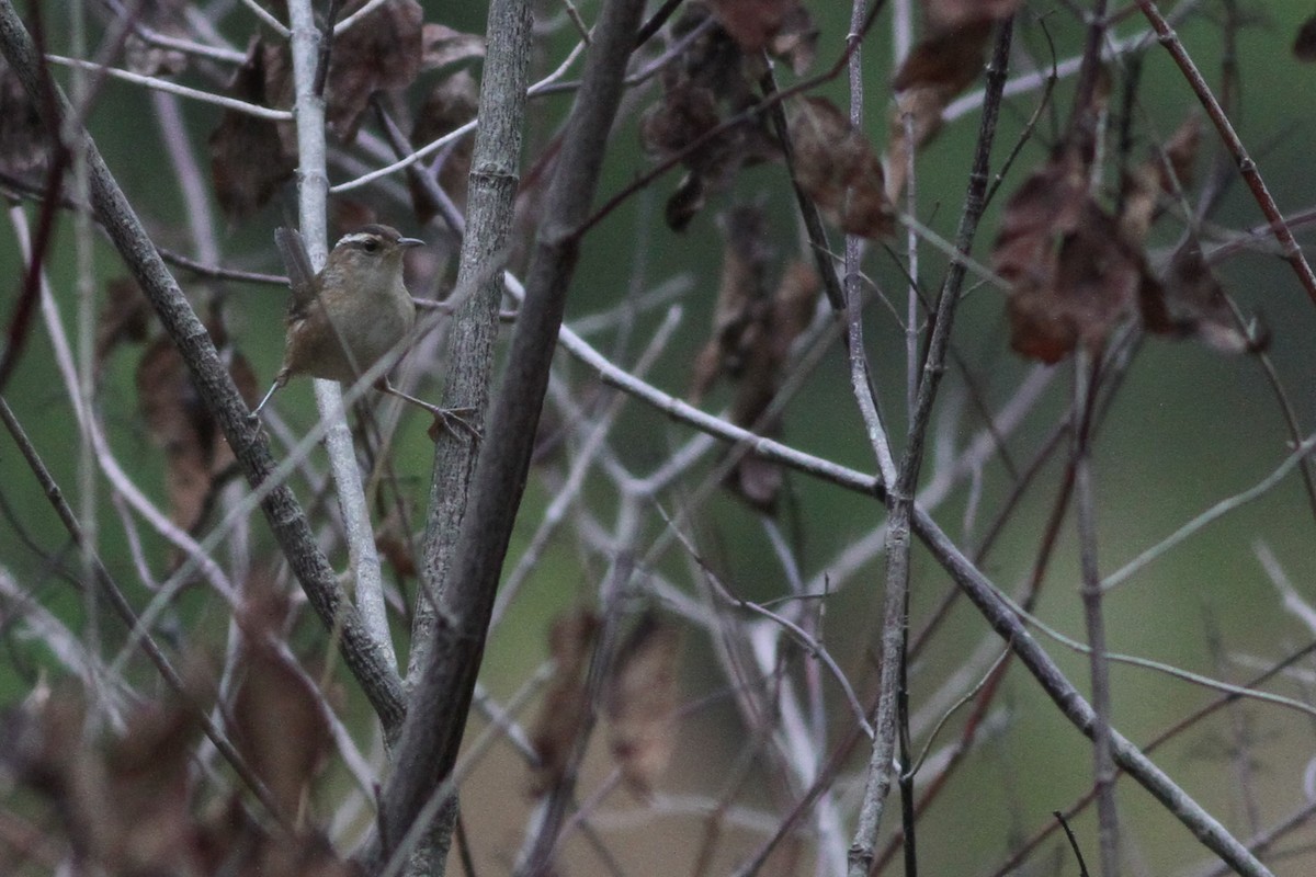 Marsh Wren - ML36551811