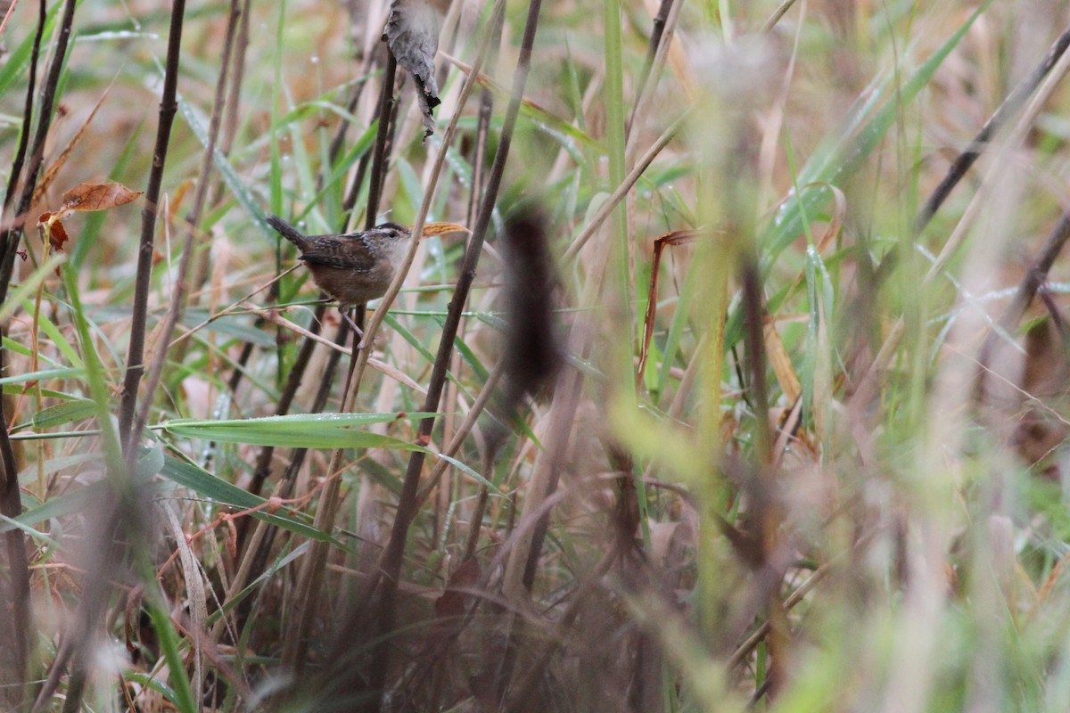 Marsh Wren - ML36551851