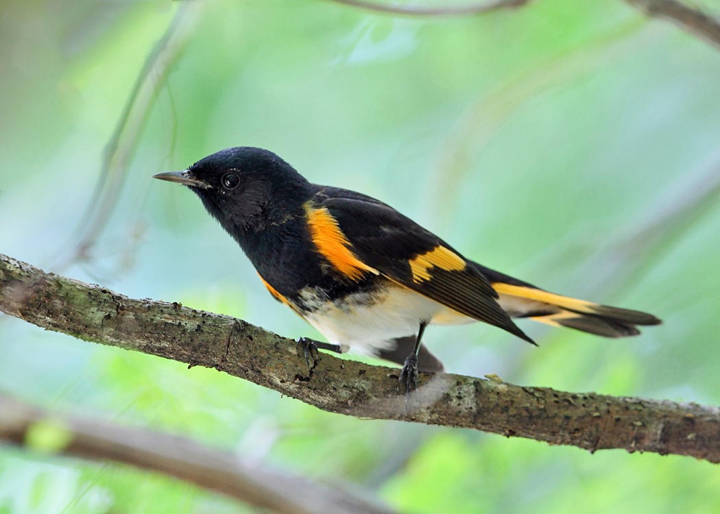 American Redstart - ML36551881