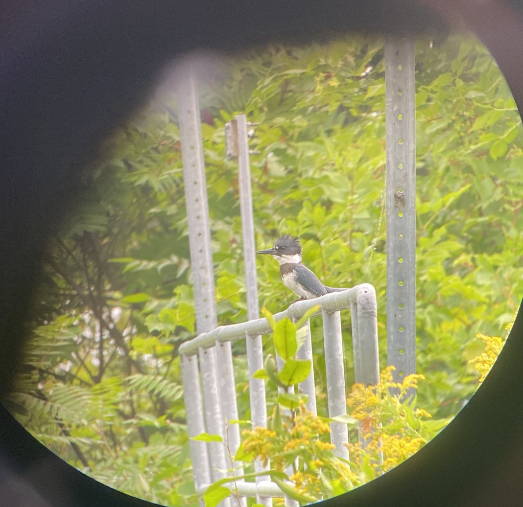 Belted Kingfisher - ML365519381