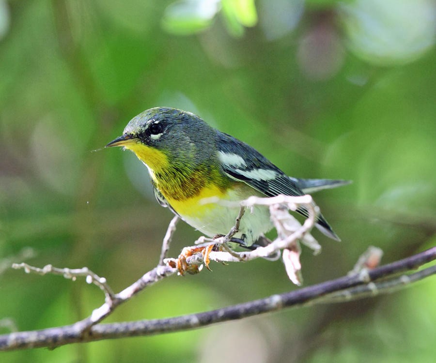 Northern Parula - ML36552061