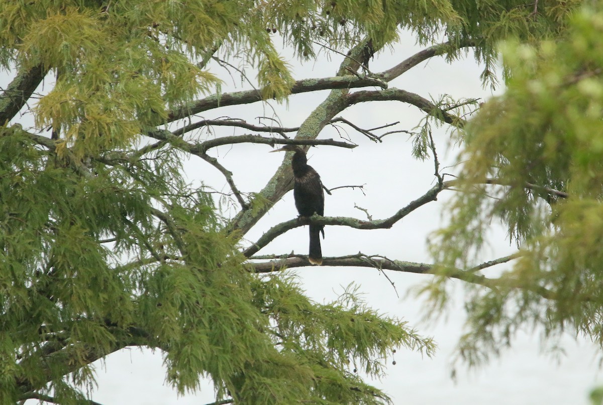 Anhinga d'Amérique - ML365521551