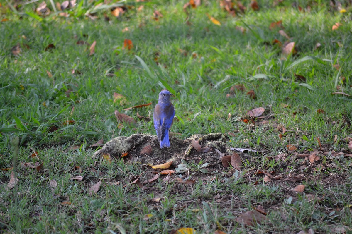 Western Bluebird - ML365523521