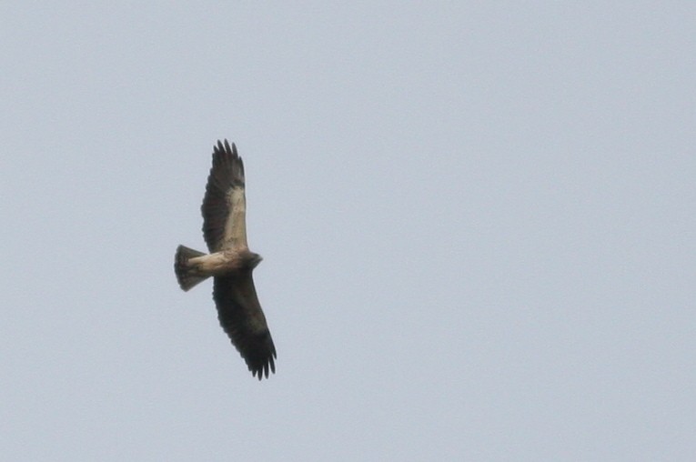 Swainson's Hawk - Joe Sweeney