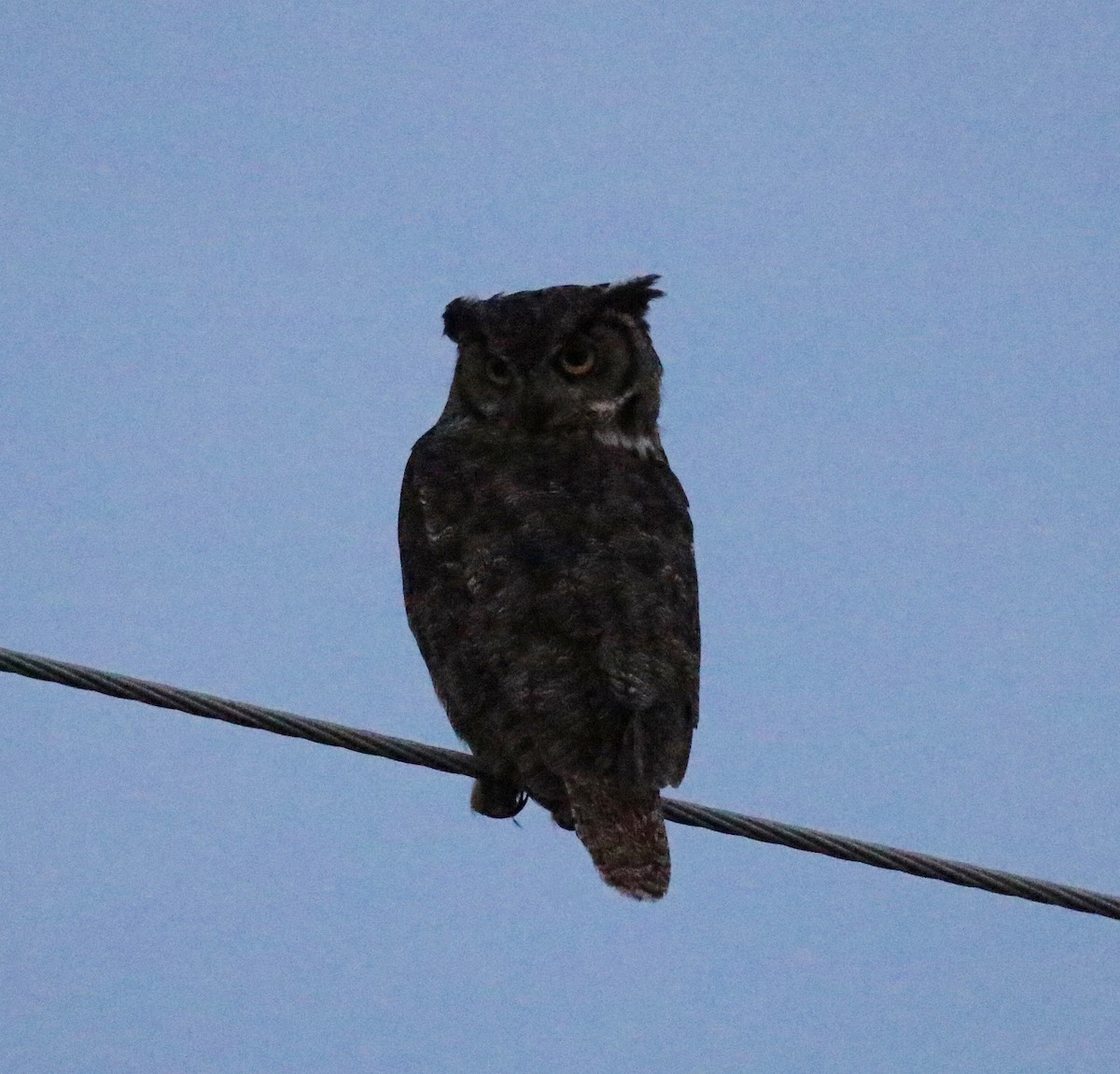 Great Horned Owl - ML365523881