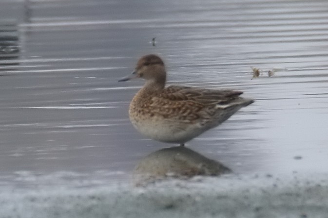 Garganey/Green-winged Teal - ML365525401