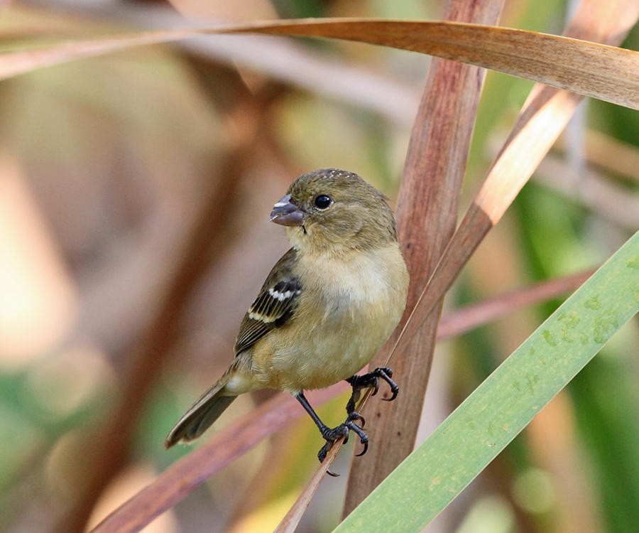 Morelet's Seedeater - ML36552551