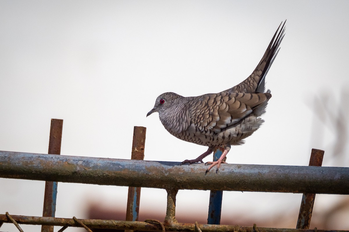 Scaled Dove - ML365526321