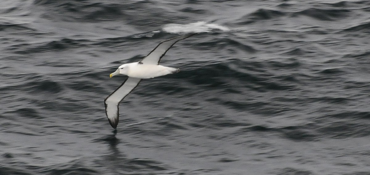 albatros šelfový - ML365526741