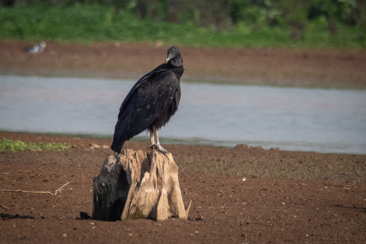 Black Vulture - ML365527471