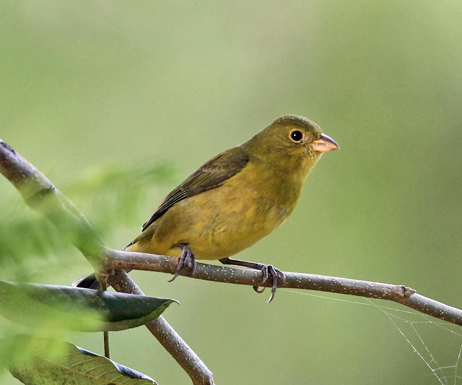 Painted Bunting - ML36552751