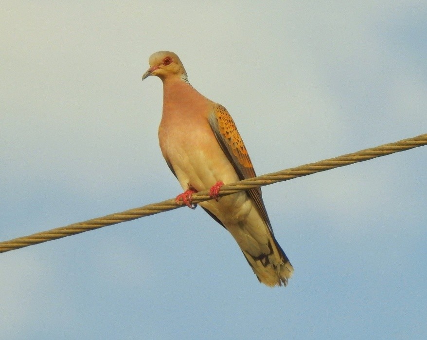 European Turtle-Dove - Antonio Jesús Sepúlveda