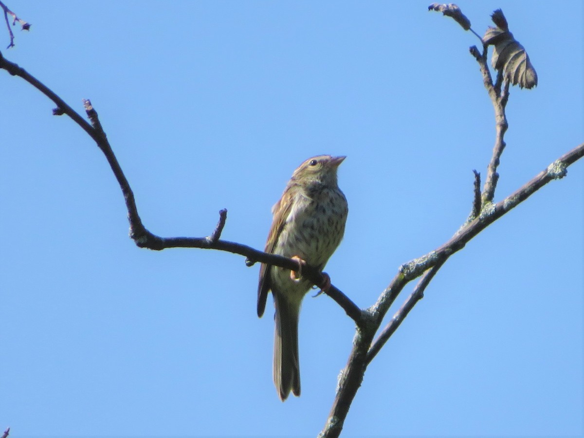 Chipping Sparrow - ML365528361