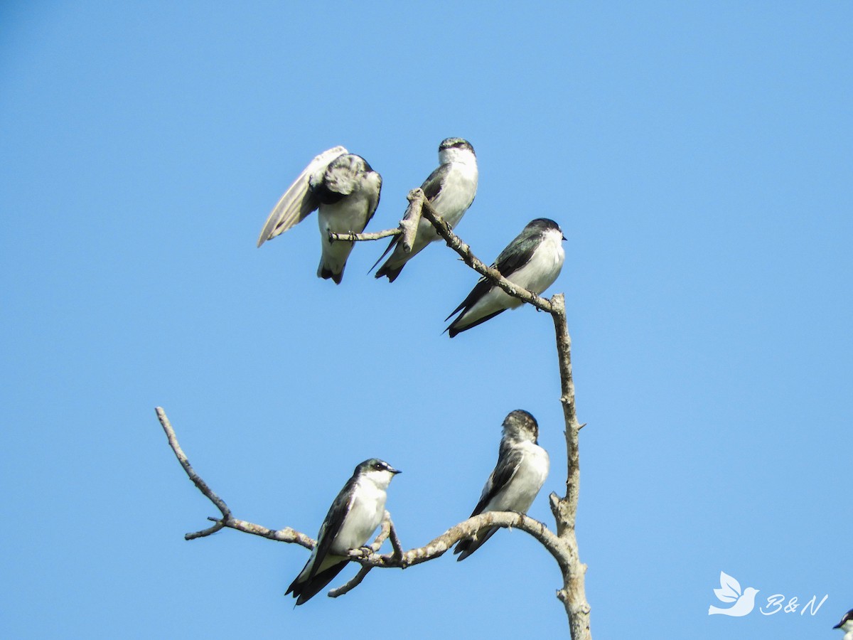 Mangrove Swallow - ML365528671