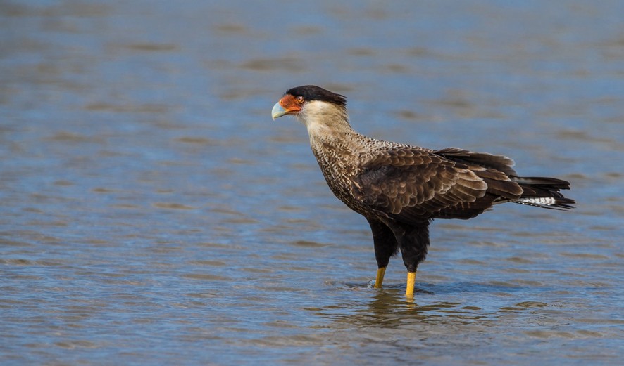 Crested Caracara (Southern) - ML365529061