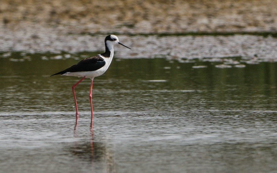 Black-necked Stilt (White-backed) - ML365529071