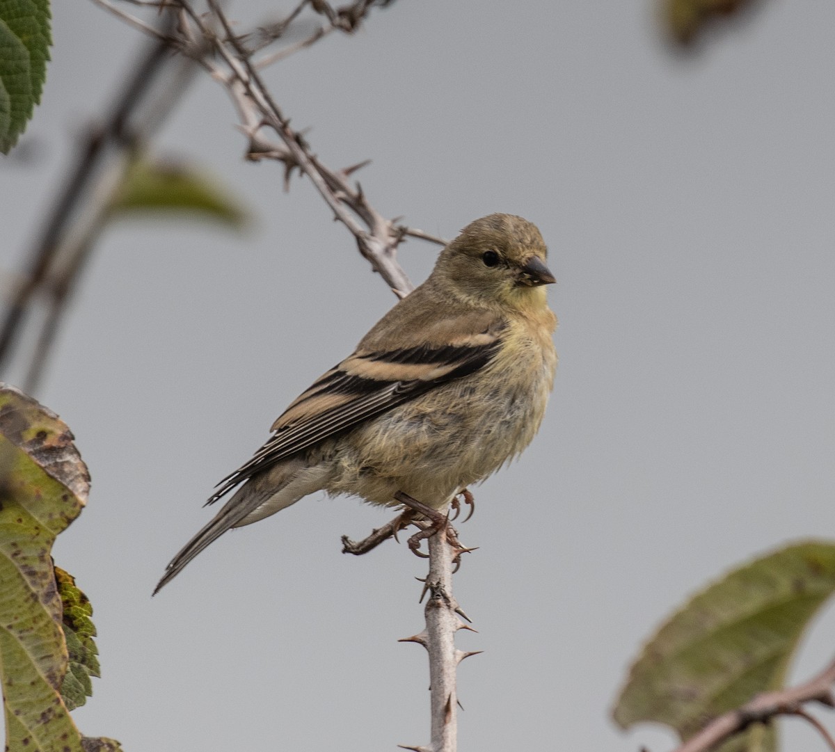 American Goldfinch - ML365529091