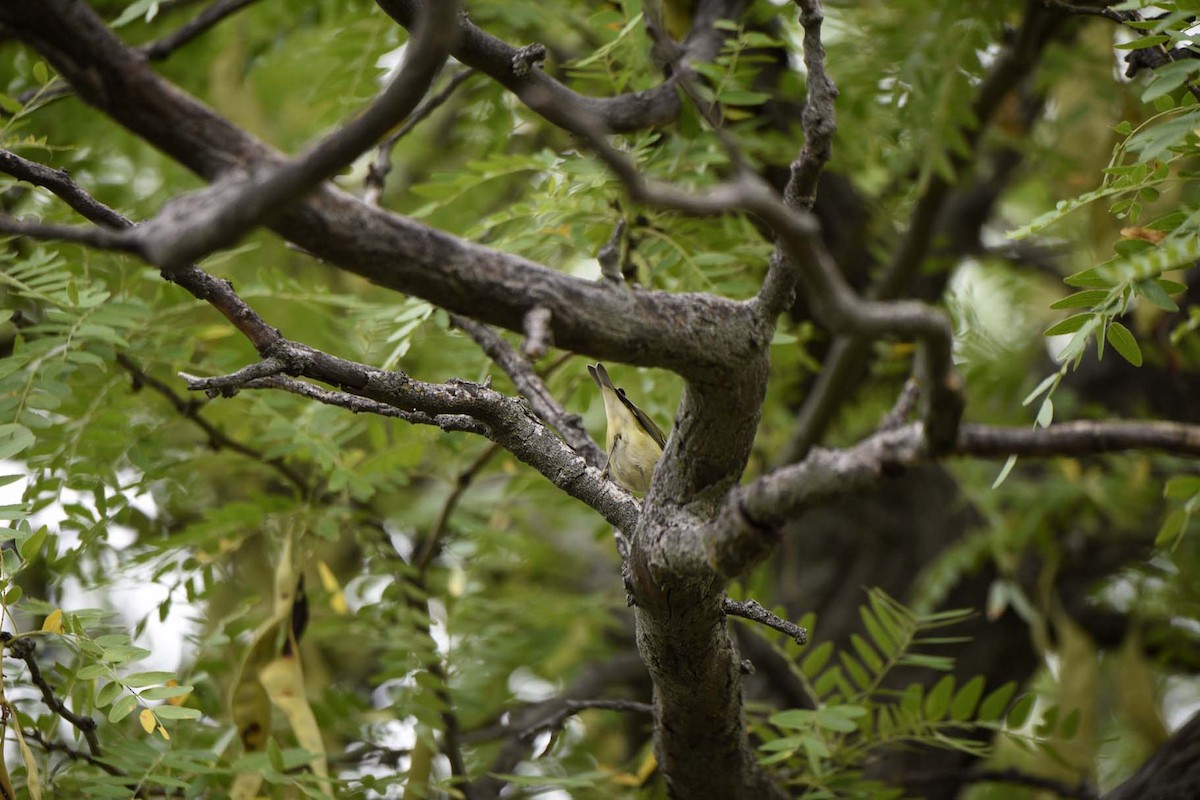 Tennessee Warbler - ML365530211