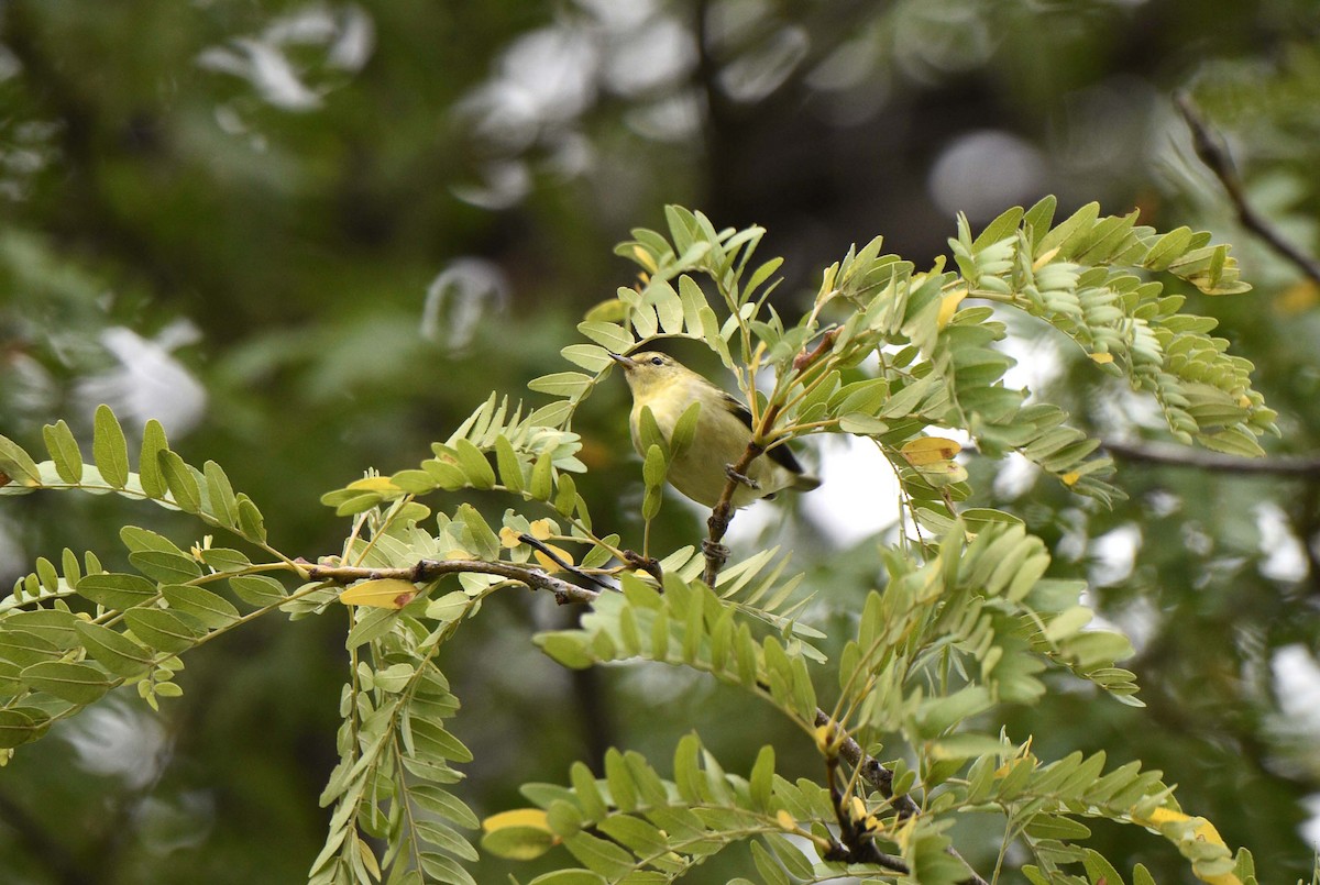 Tennessee Warbler - ML365530241