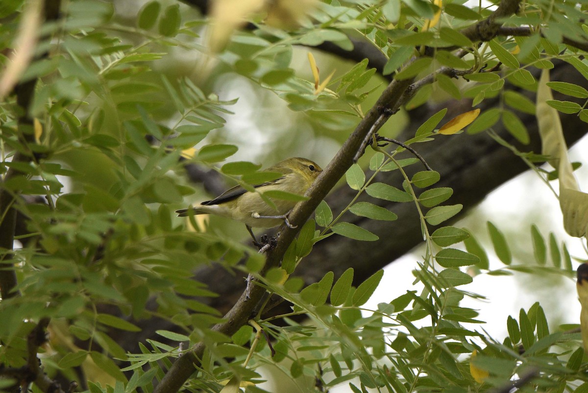 Tennessee Warbler - Mark Peterson