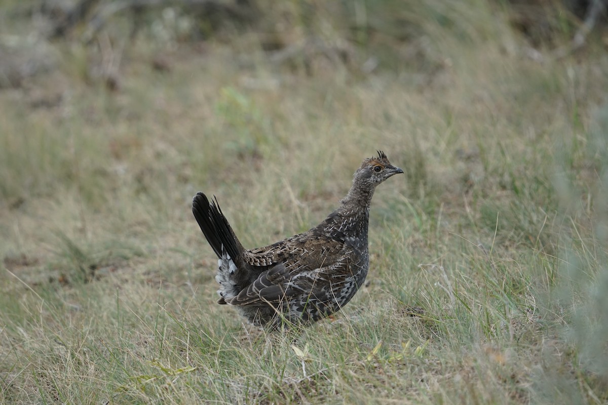 Dusky Grouse - ML365530541