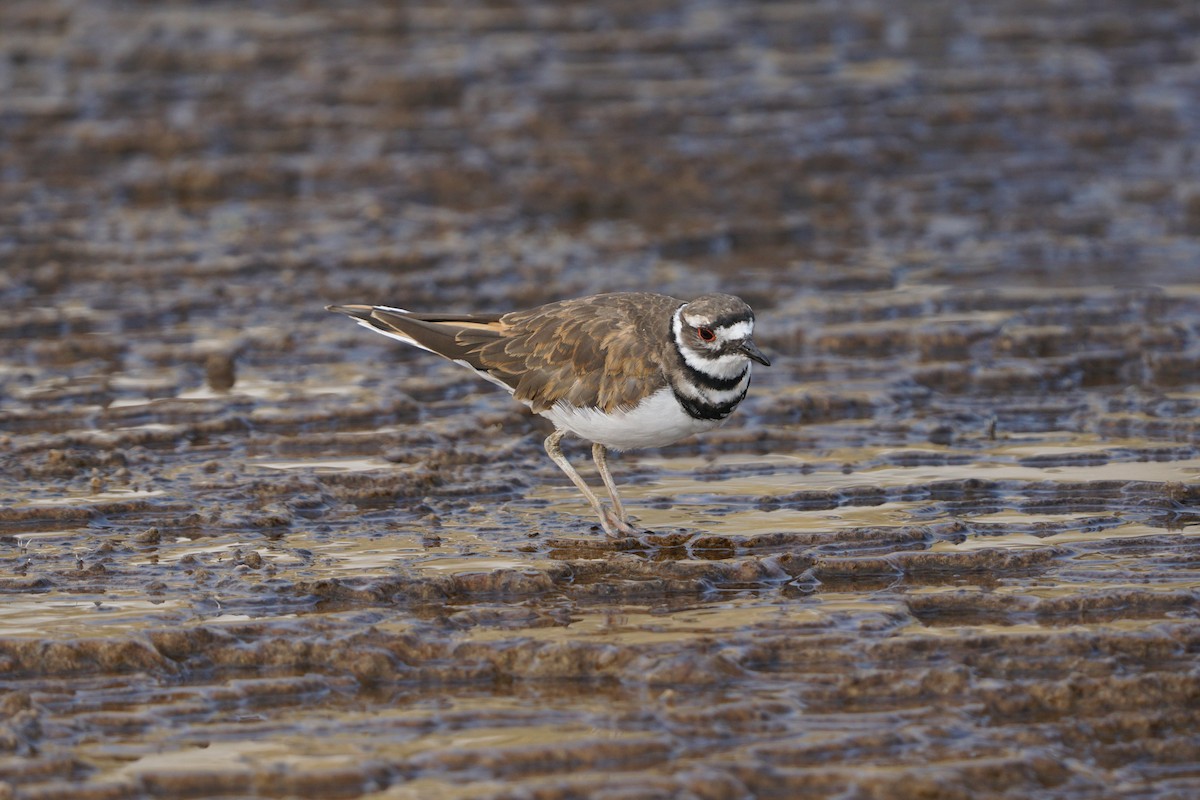 Killdeer - ML365530581