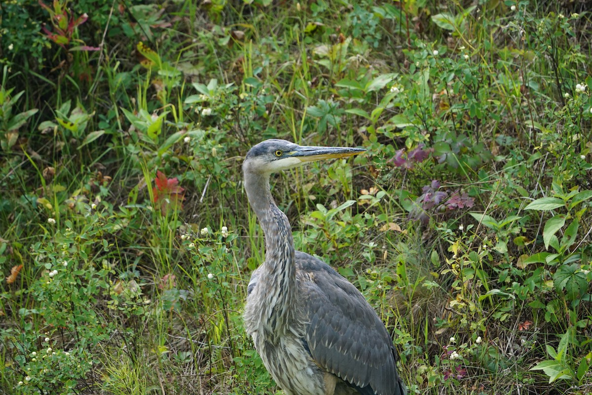 Great Blue Heron - ML365530591