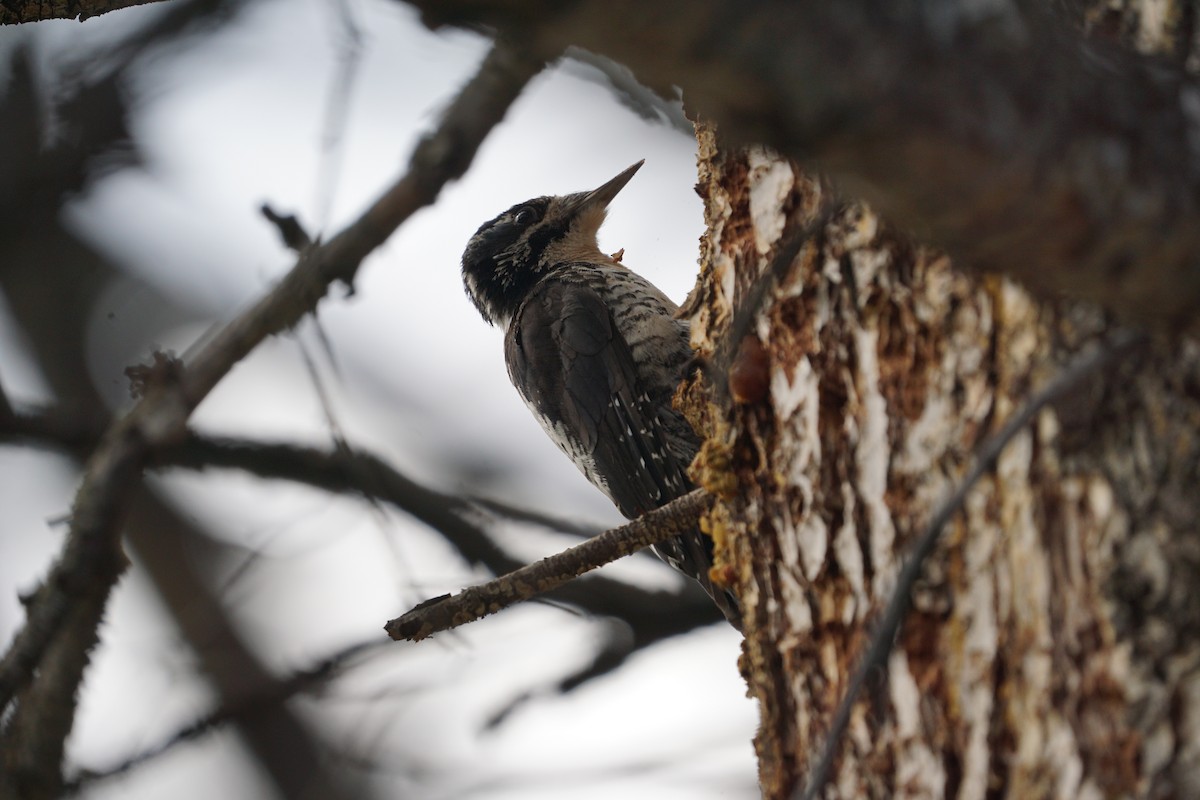 American Three-toed Woodpecker - ML365530671