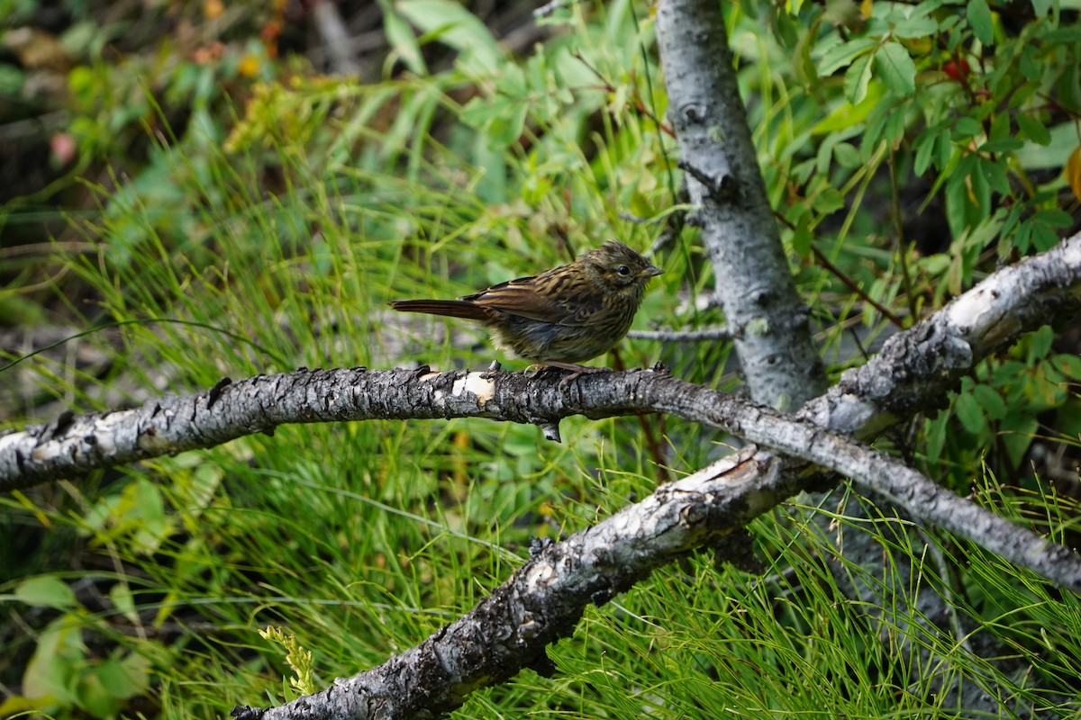 Lincoln's Sparrow - ML365530771