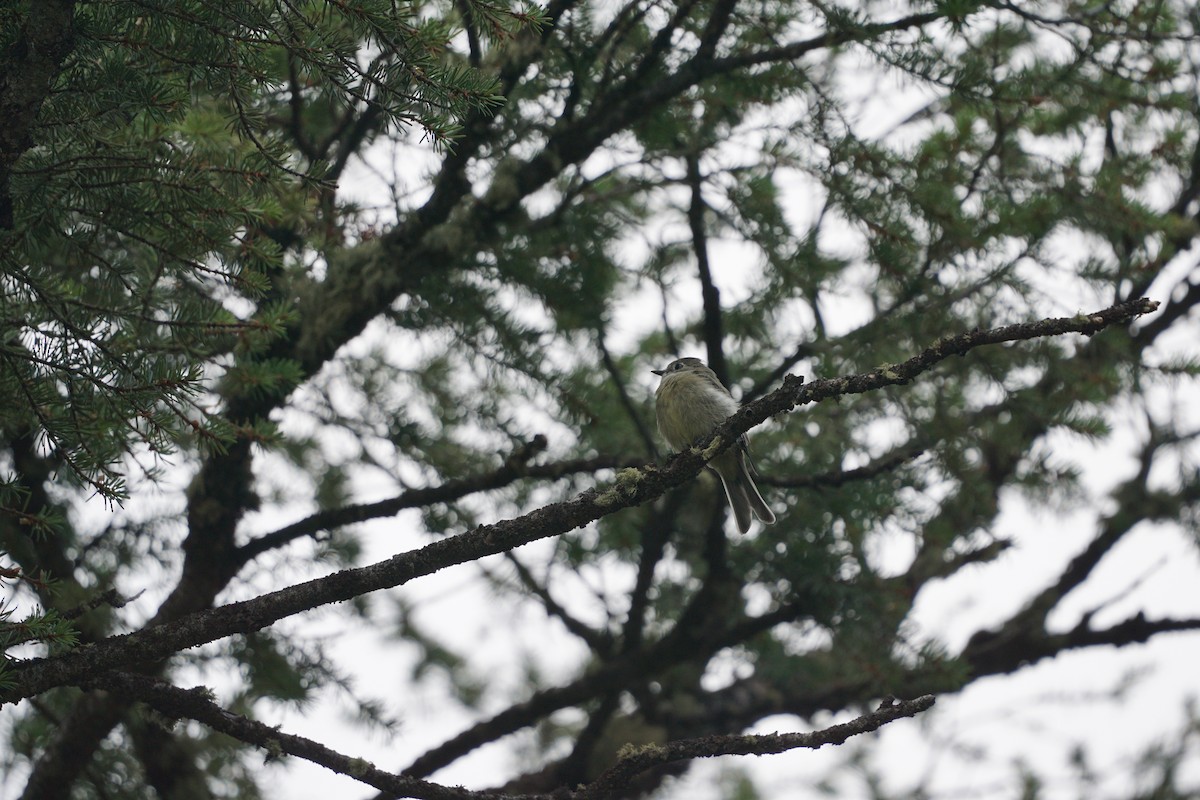 Hammond's Flycatcher - ML365530911