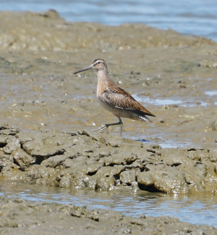 kortnebbekkasinsnipe - ML365531521