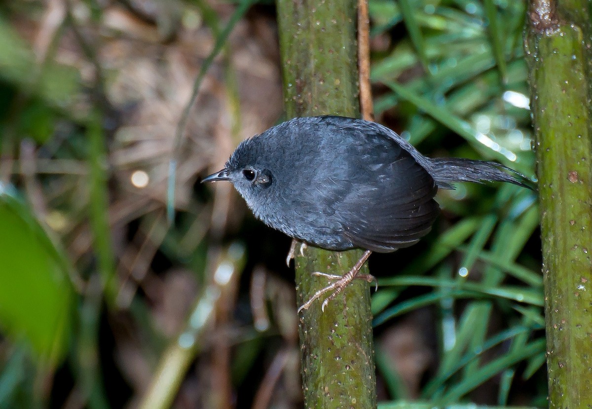 Mouse-colored Tapaculo - Marcos Eugênio Birding Guide