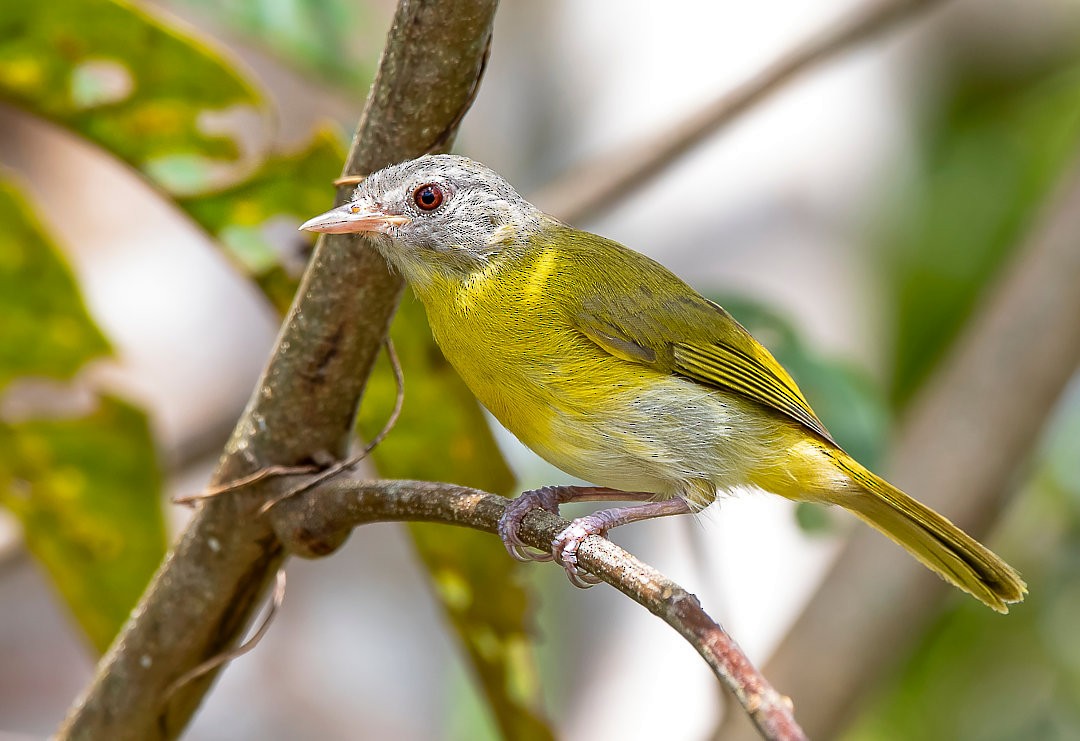 Ashy-headed Greenlet - Nailson Júnior