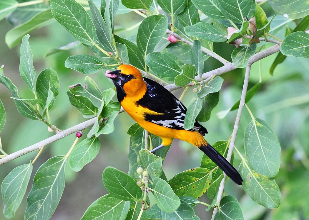 Oriole à gros bec - ML36553411