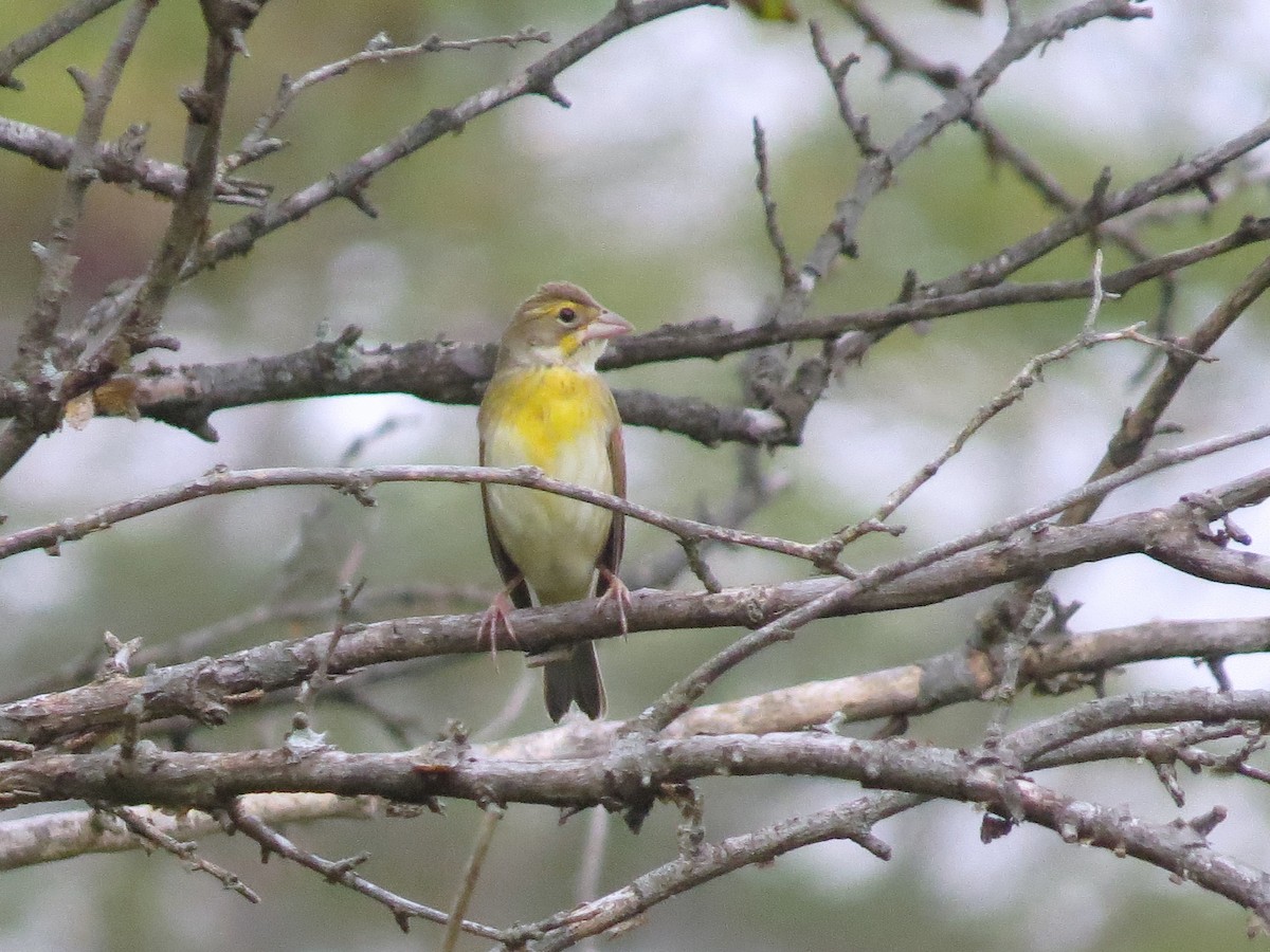 Dickcissel d'Amérique - ML36553441