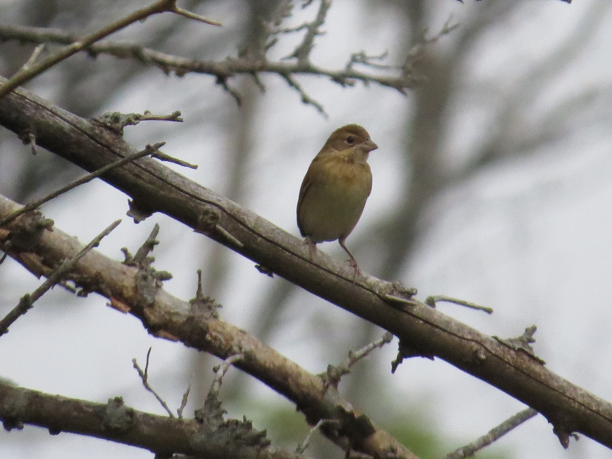 Dickcissel - Heydi Lopes