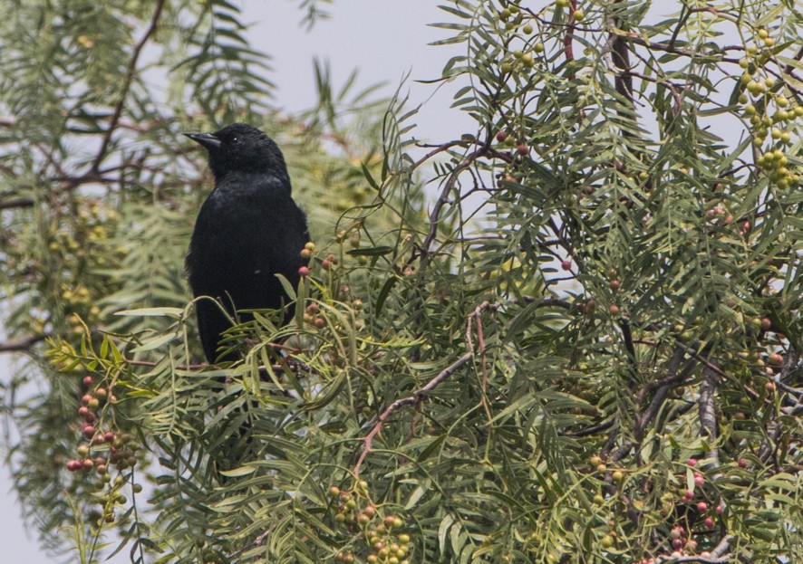 Austral Blackbird - ML365536211