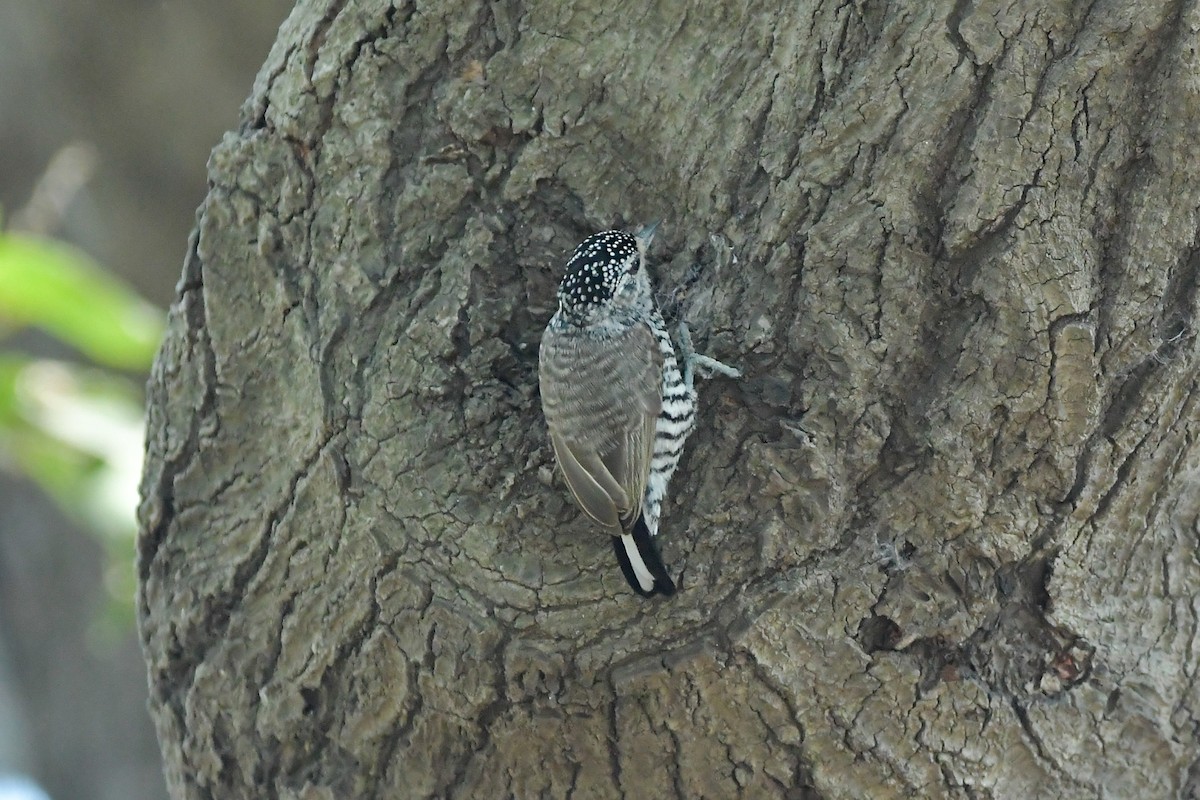 White-barred Piculet - ML365537021